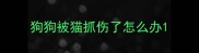 狗狗被猫抓伤了怎么办
