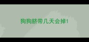 狗狗脐带几天会掉