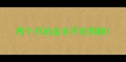 两个月的金毛不吃狗粮