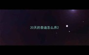 20天的泰迪怎么养