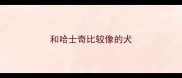 和哈士奇比较像的犬