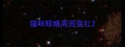 猫咪眼睛周围变红
