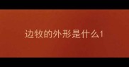边牧的外形是什么