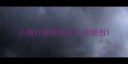 小狗打疫苗后多久能驱虫