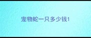 宠物蛇一只多少钱