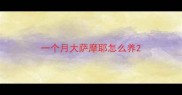 一个月大萨摩耶怎么养