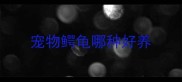 宠物鳄龟哪种好养