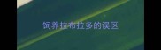 饲养拉布拉多的误区