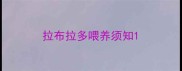 拉布拉多喂养须知
