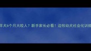 边境牧羊犬6个月大咬人新手家长必看边牧幼犬社会化训练全攻略