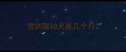 雪纳瑞幼犬是几个月