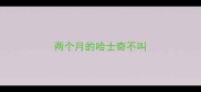 两个月的哈士奇不叫