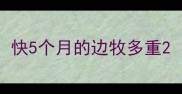 快5个月的边牧多重