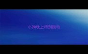 小狗晚上特别躁动