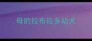 母的拉布拉多幼犬
