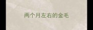 两个月左右的金毛
