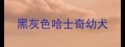 黑灰色哈士奇幼犬