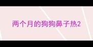 两个月的狗狗鼻子热