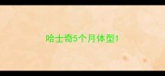 哈士奇5个月体型