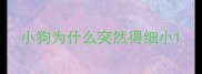 小狗为什么突然得细小