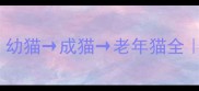 猫咪多大算成猫幼猫成猫老年猫全附科学喂养指南