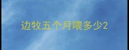 边牧五个月喂多少
