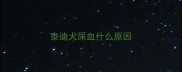 泰迪犬尿血什么原因
