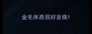 金毛体质弱好发烧