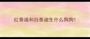 红泰迪和白泰迪生什么狗狗