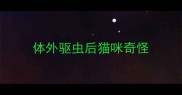 体外驱虫后猫咪奇怪