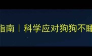 南方狗狗深夜跑酷指南科学应对狗狗不睡觉满屋跑的5大妙招