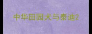 中华田园犬与泰迪
