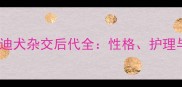 金毛犬泰迪犬杂交后代全性格护理与饲养指南