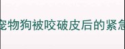 公园遛狗遇野狗袭击宠物狗被咬破皮后的紧急处理与疫苗注射全攻略