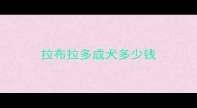 拉布拉多成犬多少钱