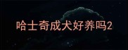 哈士奇成犬好养吗