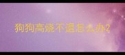 狗狗高烧不退怎么办