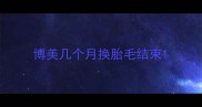 博美几个月换胎毛结束