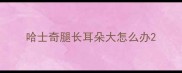 哈士奇腿长耳朵大怎么办