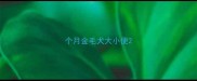 个月金毛犬大小便