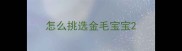 怎么挑选金毛宝宝