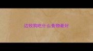 边牧狗吃什么食物最好