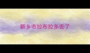 新乡市拉布拉多丢了