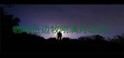 咖啡色边牧刚满月幼犬