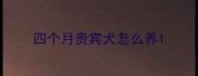 四个月贵宾犬怎么养