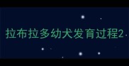 拉布拉多幼犬发育过程