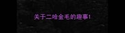 关于二哈金毛的趣事