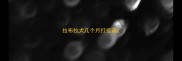 拉布拉犬几个月打疫苗
