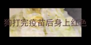 狗打完疫苗后身上红色