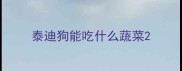 泰迪狗能吃什么蔬菜